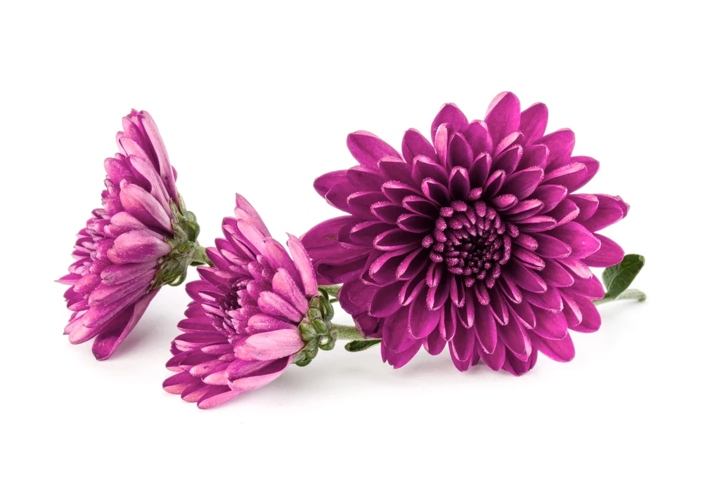Chrysantheme